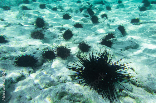 Underwater photography. Sea urchins. Zanzibar, Tanzania.