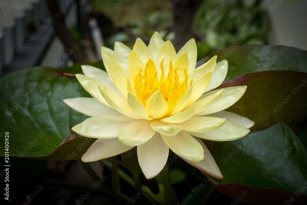 Beautiful yellow Lotus flower is blooming Beautiful yellow Lotus flower is blooming