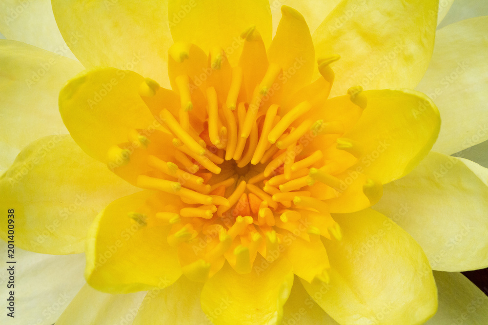 lotus yellow blooming closeup. background lotus yellow blooming closeup. background