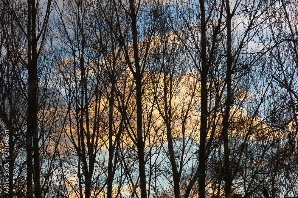 Arboles con Fondo de Cielo al Amanecer Arboles con Fondo de Cielo al Amanecer