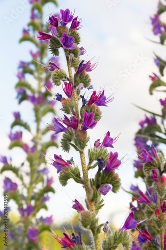 Flores silvestres en colores violetas o purpura, en una planta Echium  Vulgare Stock Photo | Adobe Stock