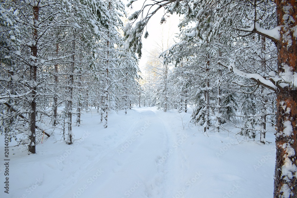 Winter walk, Lulea, Sweden Winter walk, Lulea, Sweden