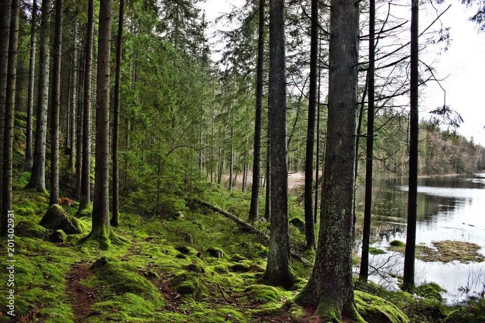 Fototapeta premium Forest in Horred