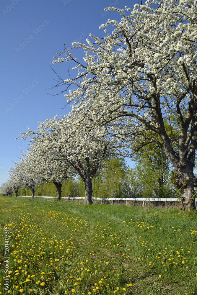 Naklejka premium rheinhessen im frühling, kirschbaumblüte