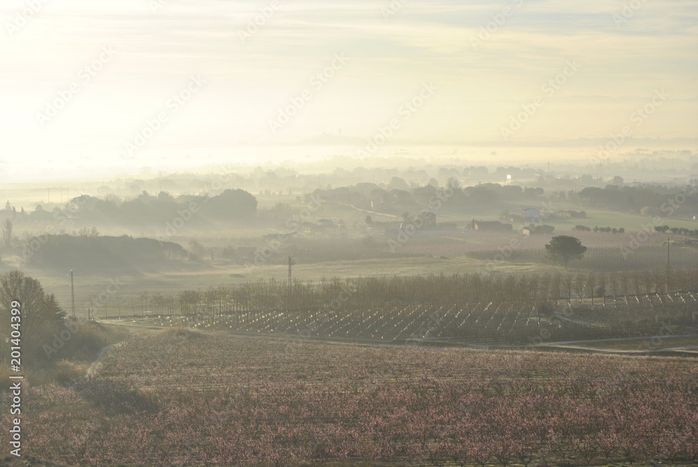 Obraz premium PAisaje mediterráneo, con neblina matinal, frutales y pinos.