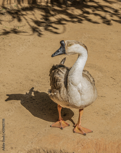 фотографія An African Goose