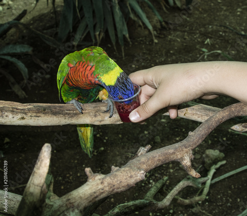 Feeding a Parrot photo