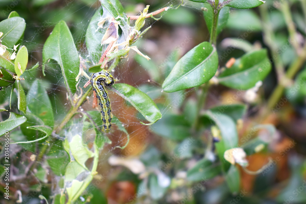 Caterpillar Cydalima perspectalis colony infested buxus sempervirens