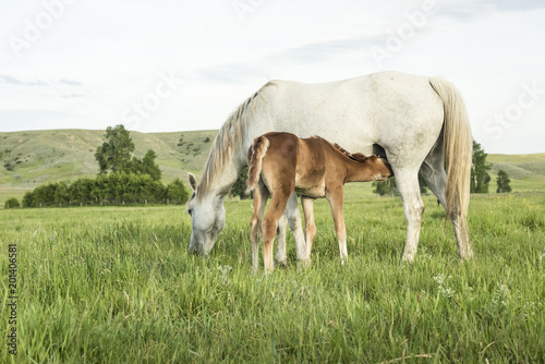 Mare and Nursing Foal