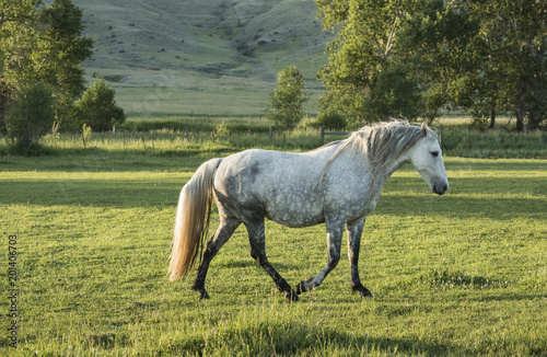 Gray Mare Walking photo