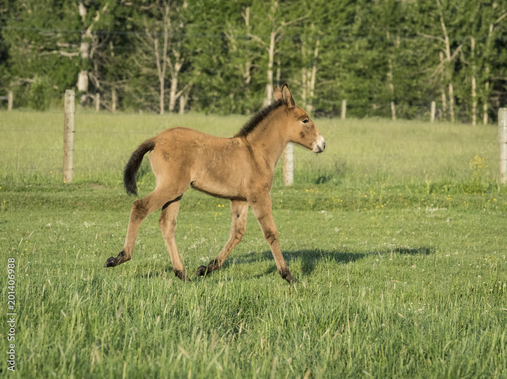 Fototapeta premium Mule Colt Trotting