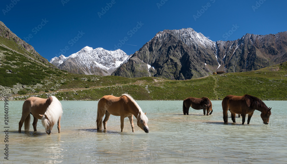 Drinking horses in mountain lake