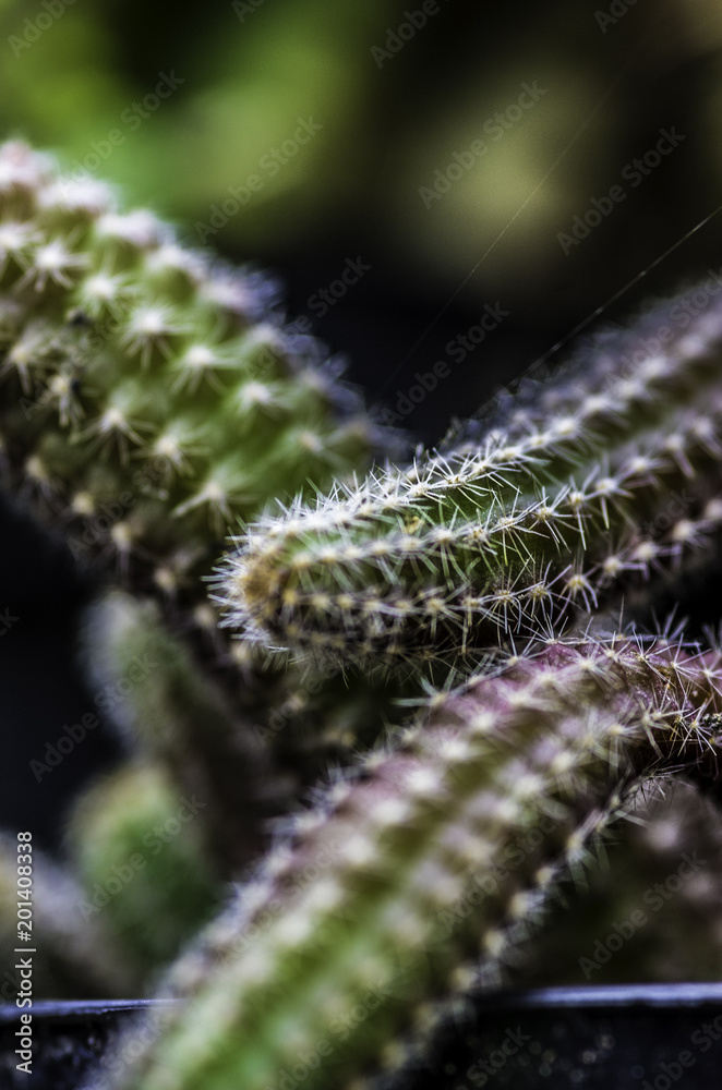 Naklejka premium Macro flora