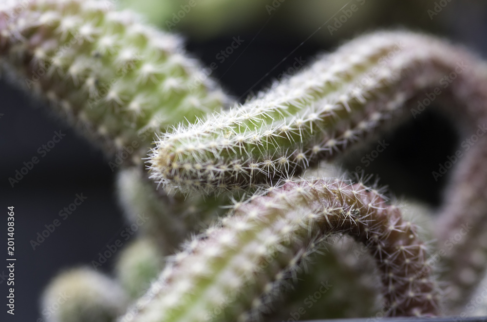 Naklejka premium Macro flora