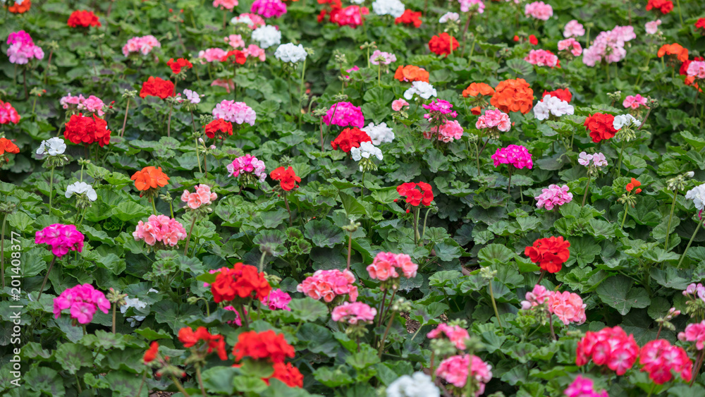 Pink and red bloomimg geraniums background