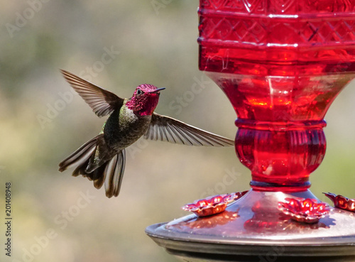 A Ruby Headed Hummingbird Hovering by a Feeder