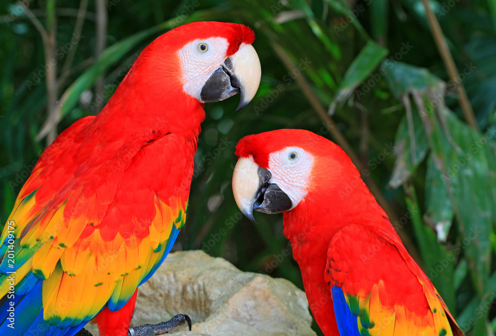 A close-up photo of parrot ara