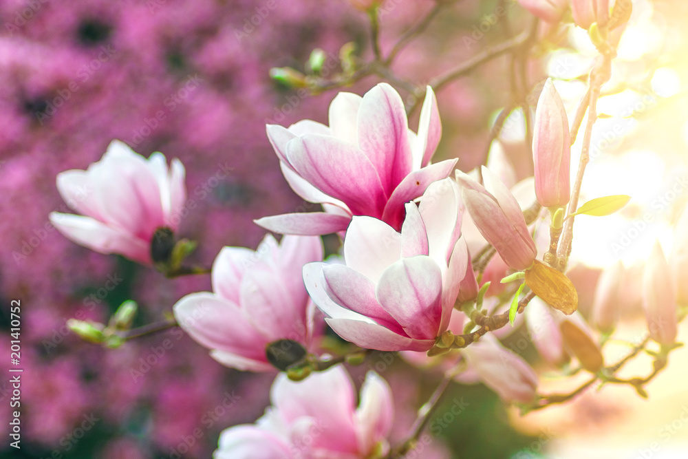 Flower Magnolia flowering against a background of flowers. Flower Magnolia flowering against a background of flowers.