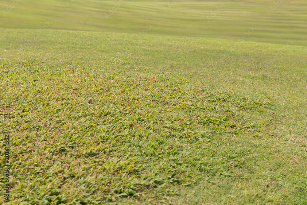 Fototapeta premium green grass texture