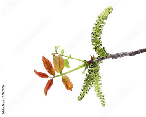 Young twig of walnut with seeds isolated on white background, clipping path