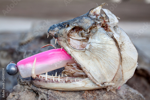 Fischkopf bzw. Schädel eines Säbelzahnsalmler ( Payara ) mit riesigen Zähnen photo