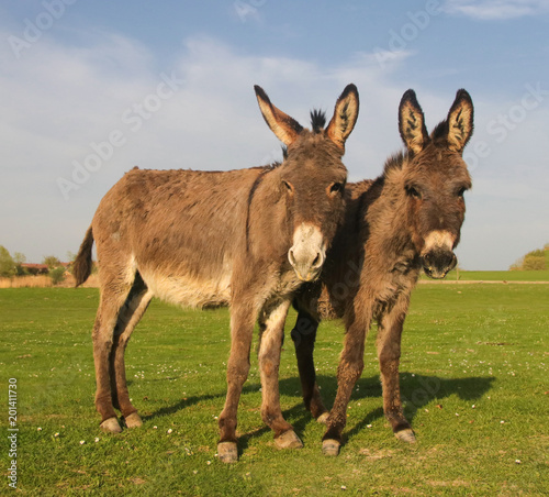 Photography Two donkeys on the floral meadow