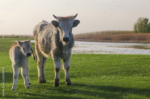 Hungarian Grey cattle calfs on the meadow photo