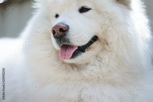 a portrait of the samoyed. a dog with his tongue hanging out © Viktoria