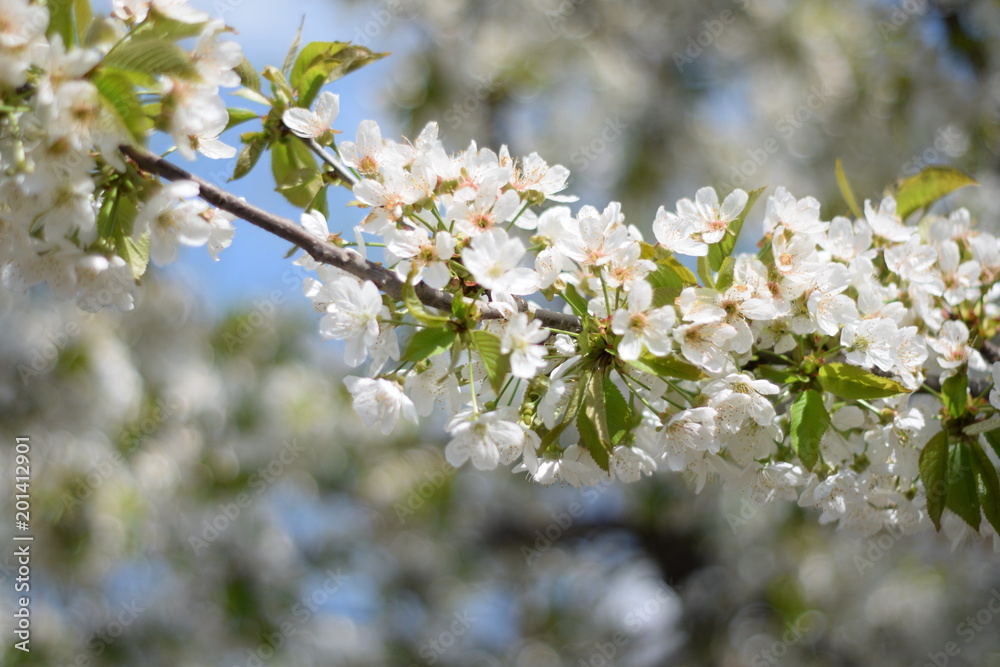 blooming trees. a branch of cherry blossoms, sakura. beautiful spring season blooming trees. a branch of cherry blossoms, sakura. beautiful spring season