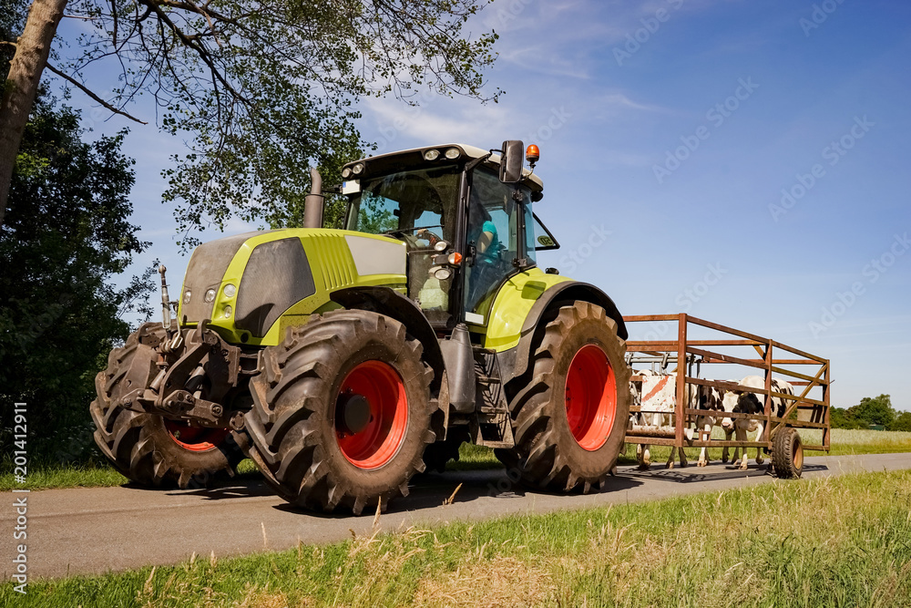 Rindvieh - Weidehaltung, Rinder beim Umtrieb auf die Sommerweide mit einem Treibwagen Rindvieh - Weidehaltung, Rinder beim Umtrieb auf die Sommerweide mit einem Treibwagen