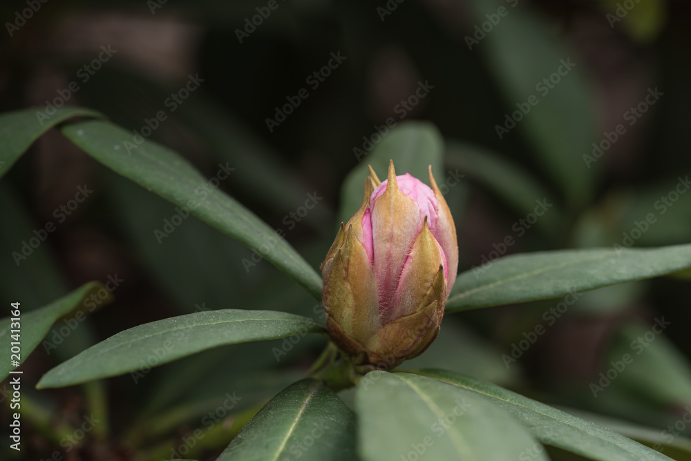 rododendron, pąki kwiatowe, zielone liście rododendron, pąki kwiatowe, zielone liście