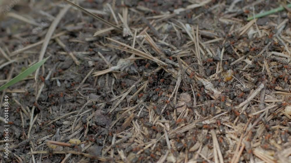 Colony of ants, big anthill with red wood ants in the forest Colony of ants, big anthill with red wood ants in the forest