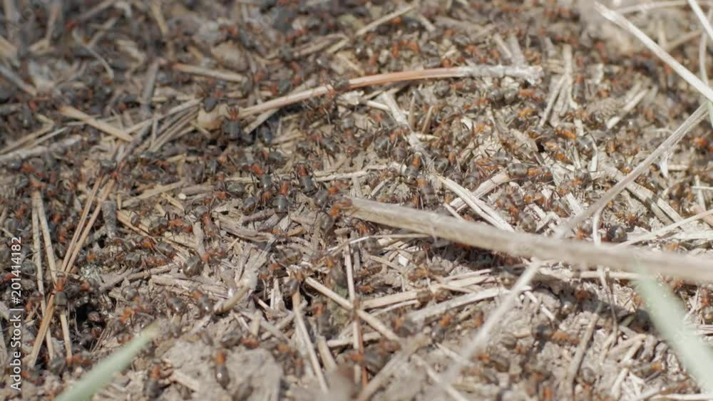 Colony of ants, big anthill with red wood ants in the forest Colony of ants, big anthill with red wood ants in the forest