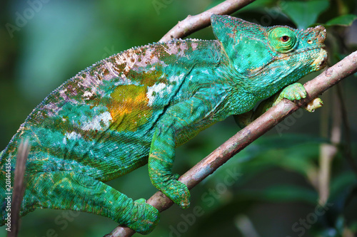 Close-up of Parson's chameleon of Madagascar