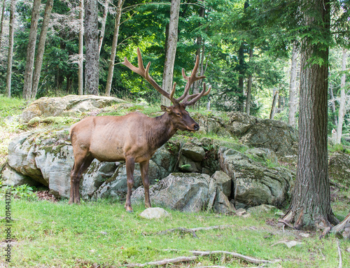 Bull Elk with huge rack