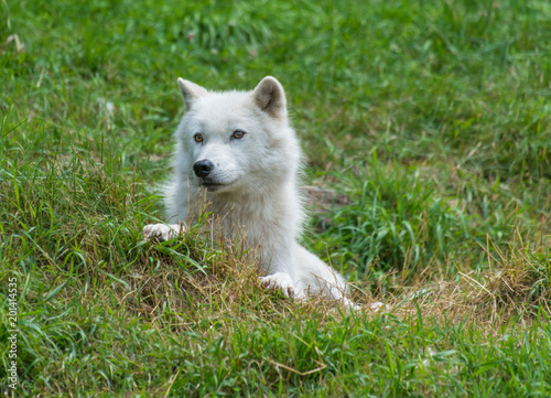 Arctic Wolf