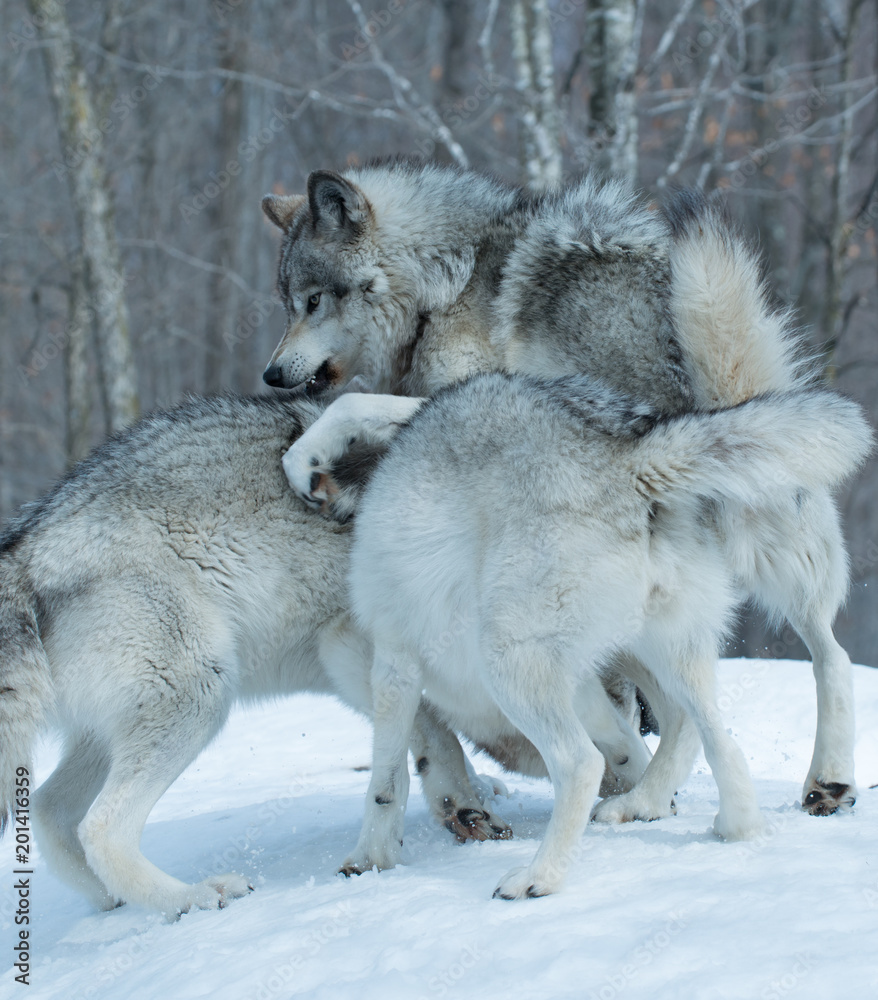 Obraz premium Timber Wolves fighting