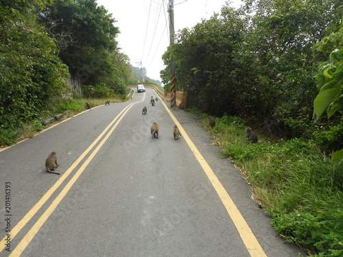 wild Formosan rock macaques next to khoasiung, taiwan