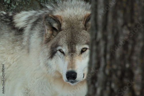 Timber Wolf