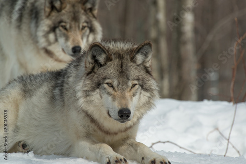 Timber Wolf