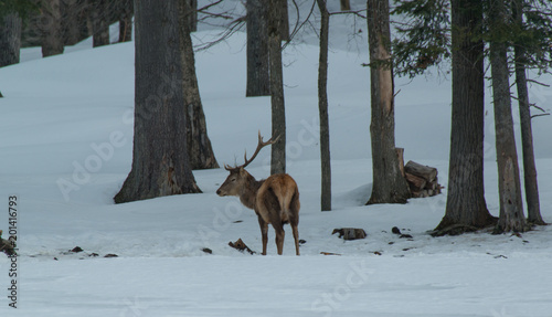 Bull Elk in a heavy forest