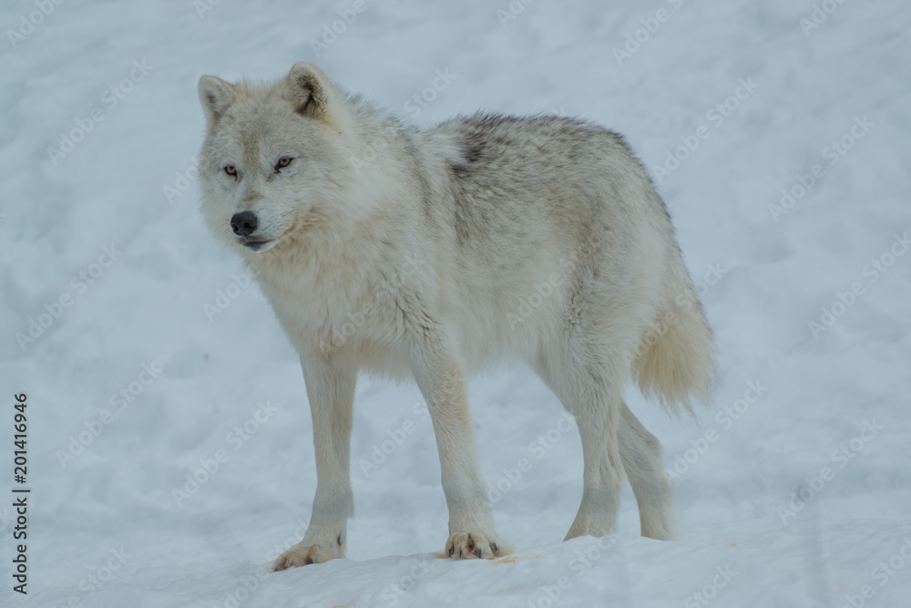 Obraz premium Arctic Wolf