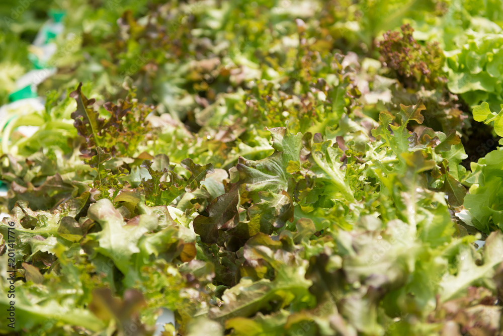 Green Oak salad plant, hydroponic vegetable leaves Green Oak salad plant, hydroponic vegetable leaves