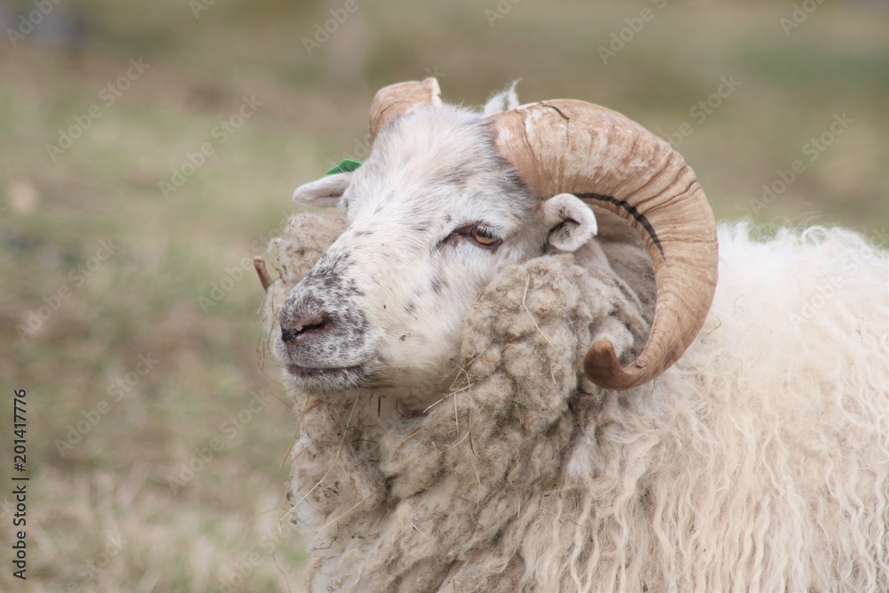 Norwegian sheep 