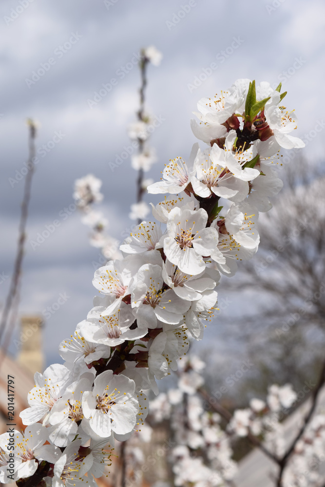 Apricot blossom. Fresh spring backgrund