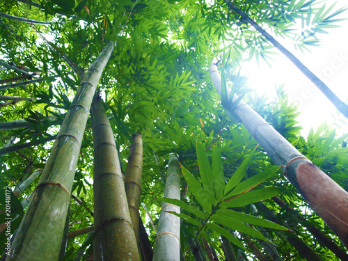 Bamboo trees in Okinawa, Japan
