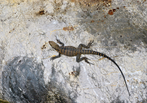 Top view of a lizard sitting on the stone. Long tailed reptile in the nature. Wildlife concept.