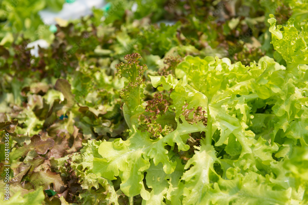 Green Oak salad plant, hydroponic vegetable leaves Green Oak salad plant, hydroponic vegetable leaves