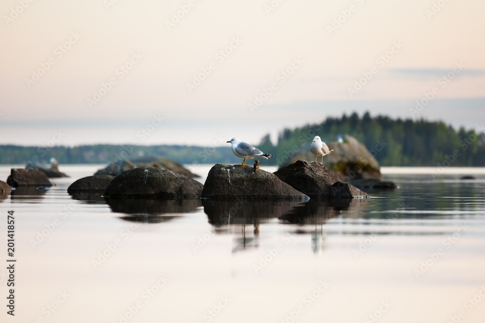 Seagulls on rock at calm lake sunset light
