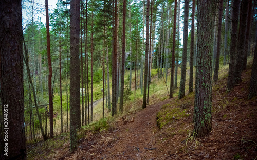 A footpath in a dense autumn pine forest